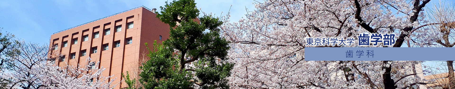 東京科学大学 歯学部 歯学科