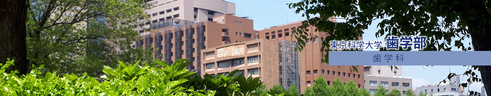 東京科学大学 歯学部 歯学科