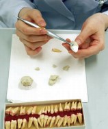基礎歯学系授業