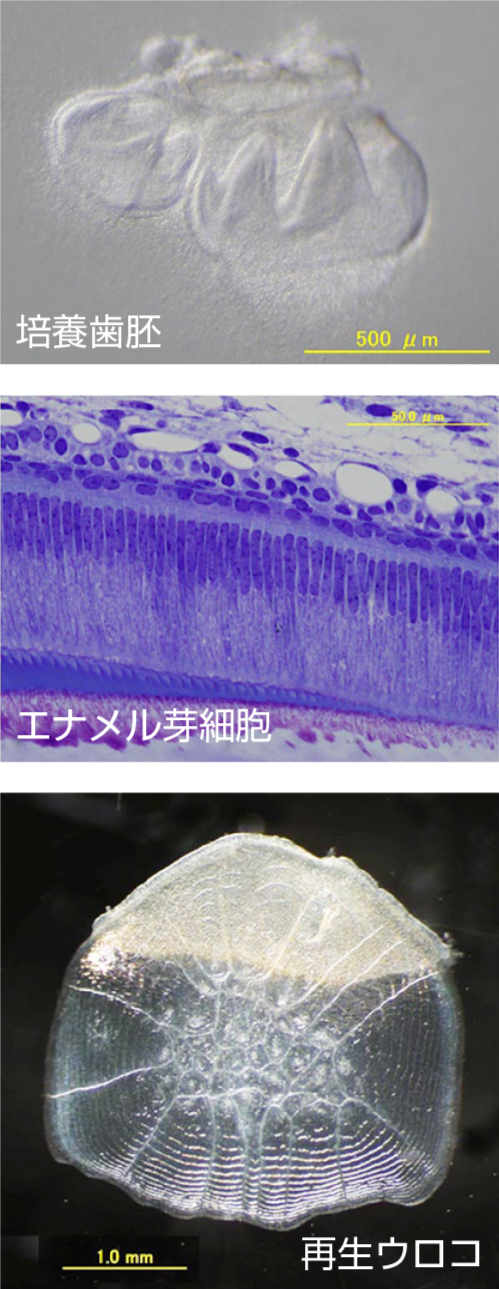 国立大学法人 東京医科歯科大学 歯学部 公式ホームページ 国立大学法人 東京医科歯科大学 歯学部 公式ホームページ