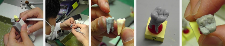 歯の形態実習